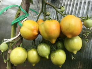 Обзор ТЕПЛИЦЫ с ТОМАТАМИ ИЮЛЬ 2022