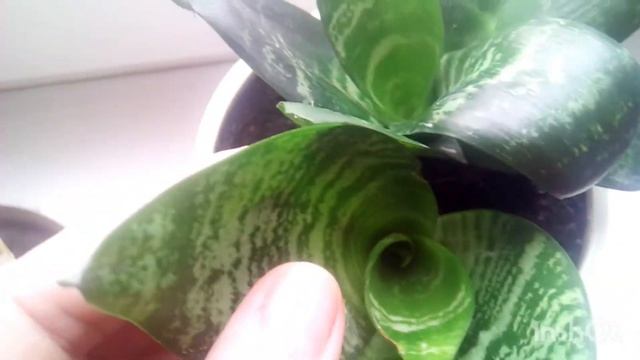 Тещин язык.Сансевиерия Ханни. смотреть онлайн