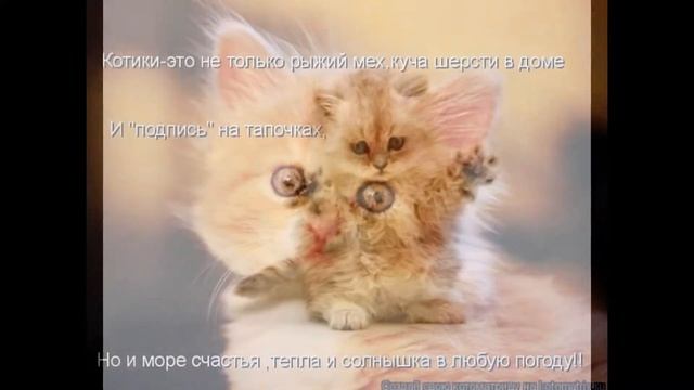 наши маленькие любимци ( КОТЯТА) смотреть онлайн