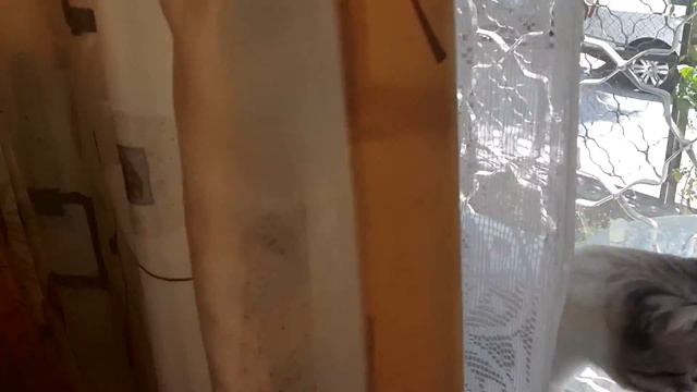 Siren's tragedy and Tart смотреть онлайн