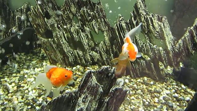 Рыба Королева / Fish Queen смотреть онлайн