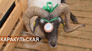Каракульская порода овец. СПК «Эрдниевский». XIX Всероссийская выставка племенных овец и коз.