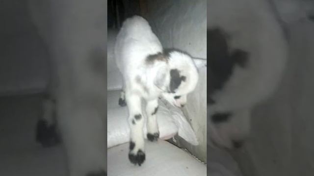 Goatling sleeping standing . Козленок спит стоя. 山羊站著睡覺 Die Ziege schläft im Stehen Koza śpi na s смотреть онлайн