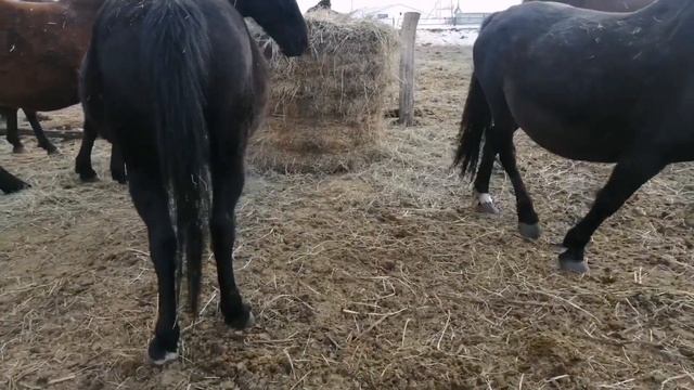 кобылки первородки ждем выжеребки 2 неделя смотреть онлайн