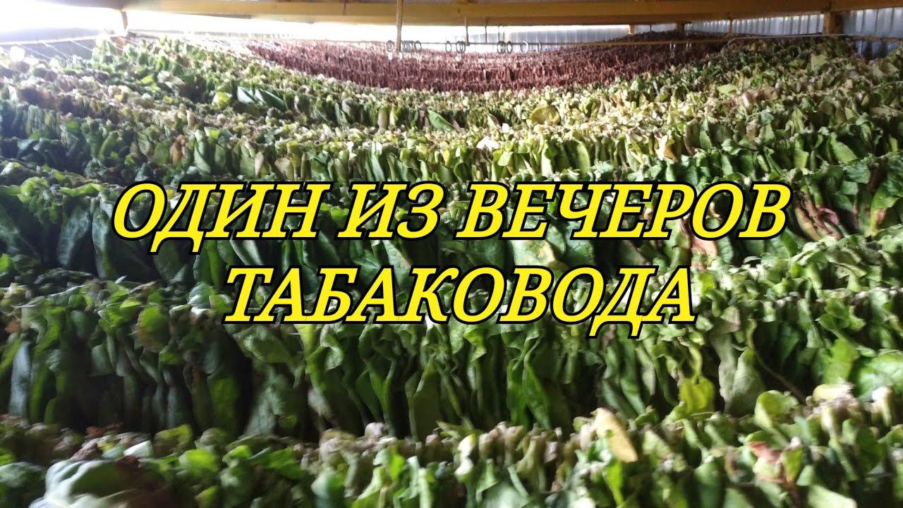 ОДИН ИЗ ВЕЧЕРОВ ТАБАКЕВИЧА. смотреть онлайн