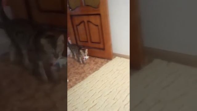 Решили завести кошку? Заведите бенгальскую...это -чудные ,умные красавцы! смотреть онлайн