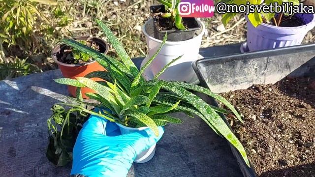 "Kraljica lekovitih biljaka" -Aloe Vera - nega i gajenje u kućnim uslovima... смотреть онлайн