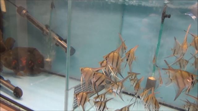 Птичий рынок. Эксперимент. смотреть онлайн