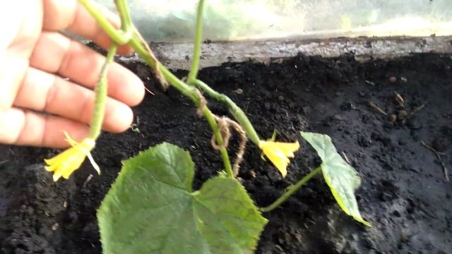 ОГУРЦЫ КАКИЕ СОРТА МЫ САДИМ? смотреть онлайн