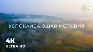 Рассвет в лесу | Спокойная мелодия для путешествий | Медитация на природе в одиночестве