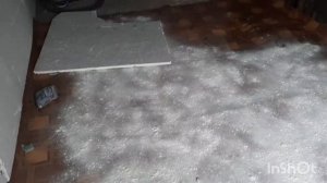 Крысы в гараже | Как избавиться от крыс?