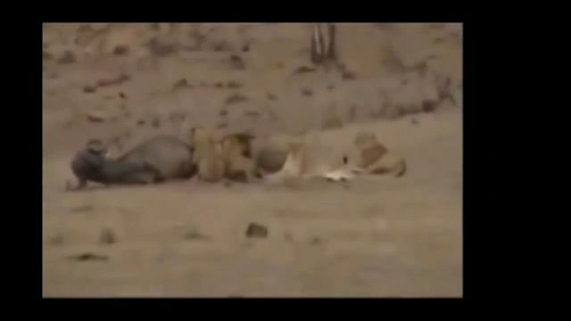 Самые удивительные гигантские анаконды нападения человека гигантская анаконда атакует человека,Лев смотреть онлайн