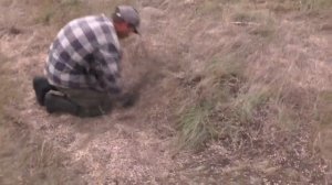 Собираем просыпанный в траву горох  06 09 2019