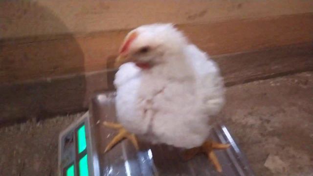 Бройлеры 25 дней вес смотреть онлайн