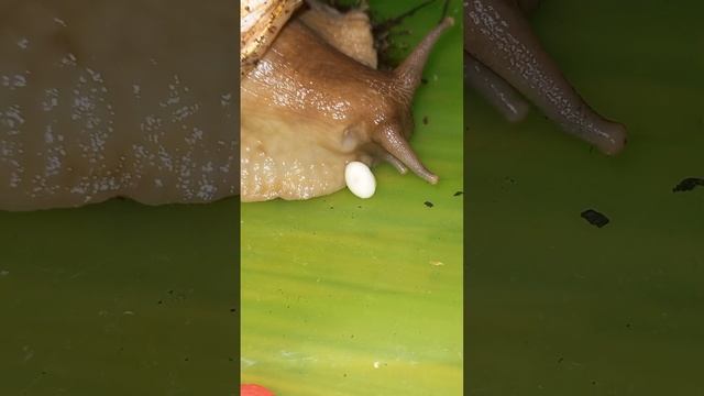 Улитка снесла яйца! Более подробное видео уже на моём канале Super.snails!??