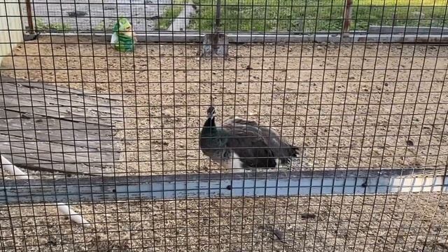 Куда поехать отдыхать в России? Тобольск| Записки из мертвого дома смотреть онлайн