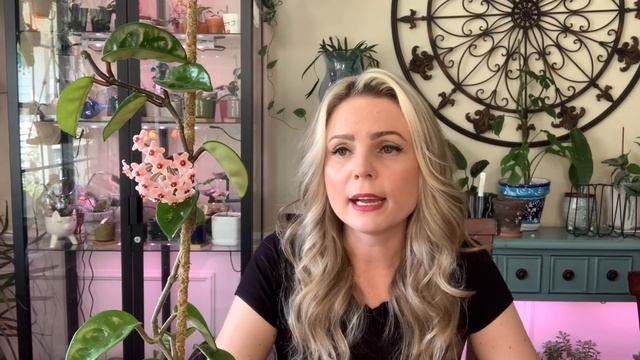 How I Care For My Hoya Carnosa Krinkle 8 // Care // Propagation // Blooms ? смотреть онлайн