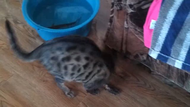 Бенгальская кошка ловит рыбу! Часть 1 смотреть онлайн