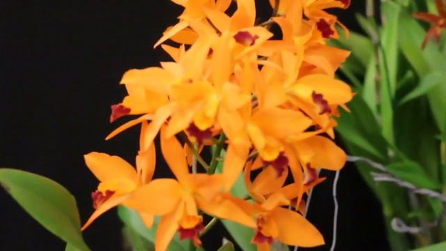 2022 GCOA Orchid Show Part 1 смотреть онлайн
