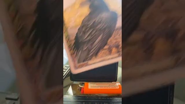 Readings for the Collective | Animal Spirit Oracle Card Deck смотреть онлайн