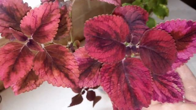 Колеус сорта 'Haines' смотреть онлайн