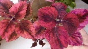 Колеус сорта 'Haines'