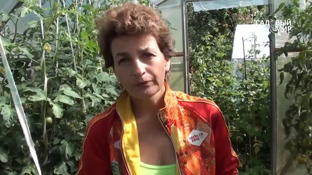 Как защитить томаты от фитофтороза. Сайт "Садовый мир" смотреть онлайн