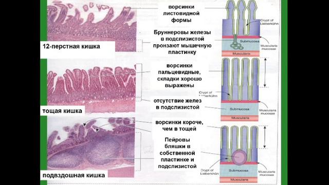 Тонкая кишка. Гистологическое строение. Сравнительная характеристика отделов смотреть онлайн
