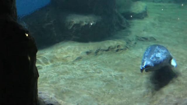 КРОКУС СИТИ ОКЕАНАРИУМ. ЭКСПОЗИЦИЯ «МОРЯ И ОКЕАНЫ». Нерпы. Красногорск. 13.07.2021г. смотреть онлайн