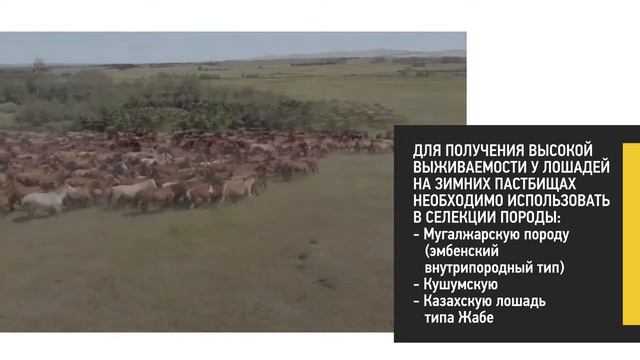Селекция в табунном коневодстве смотреть онлайн