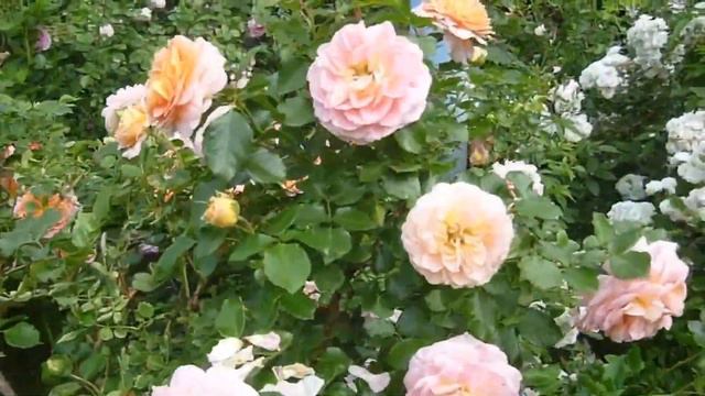 Почвопокровные розы и их классификация. смотреть онлайн