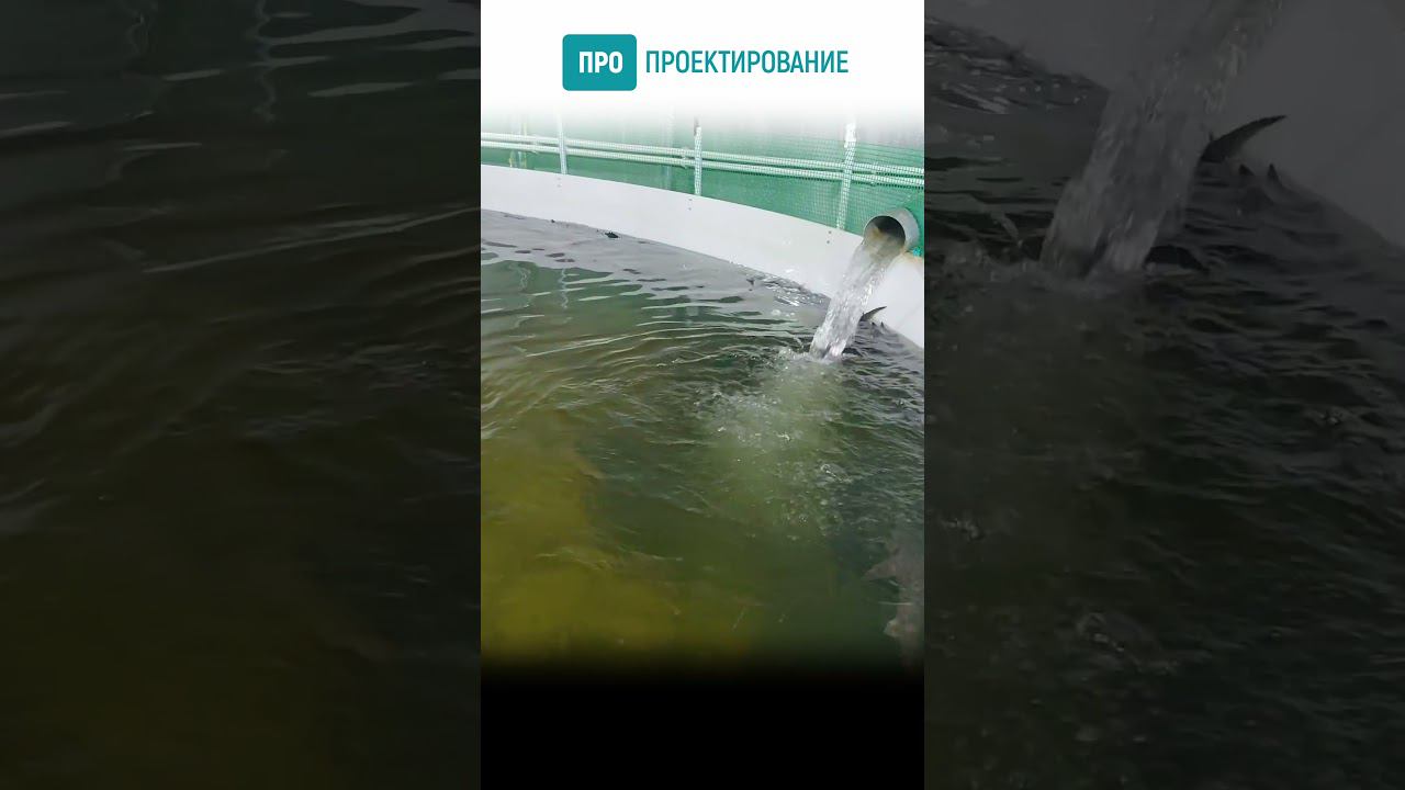Осетровая ферма #shorts смотреть онлайн