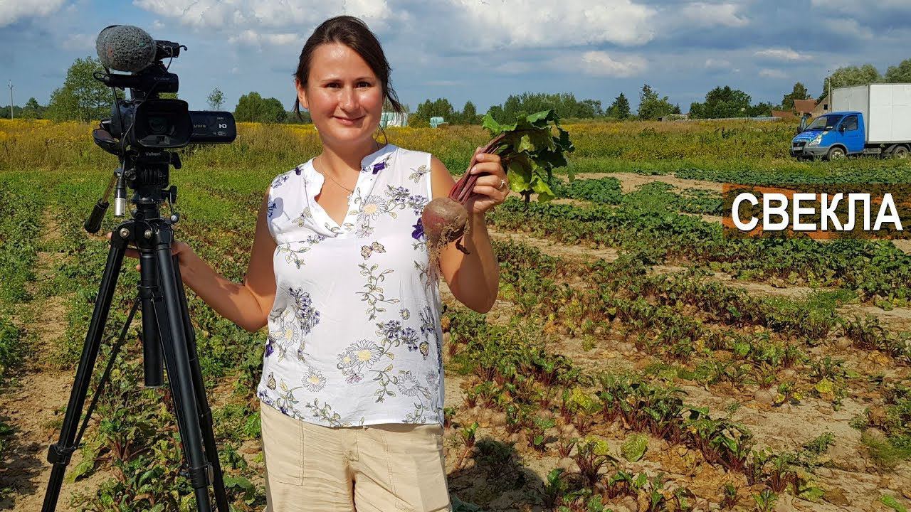 Выращивание свеклы или выращивание свёклы? КФХ Юрия Коровина Калининградская область