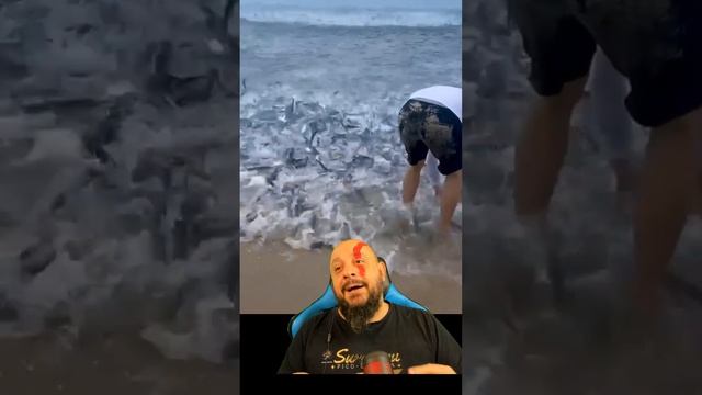 Cardume de peixes pulando pra areia da praia, fartura total смотреть онлайн