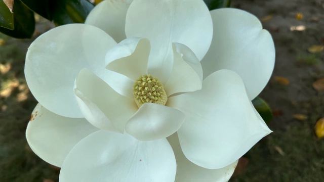 Magnolia Flowers, forever-arts.com смотреть онлайн