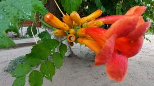 Многолетняя лиана КАМПСИС Всегда ли кампсис агрессивен??