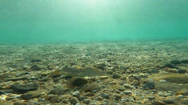 Sepia officinalis. смотреть онлайн