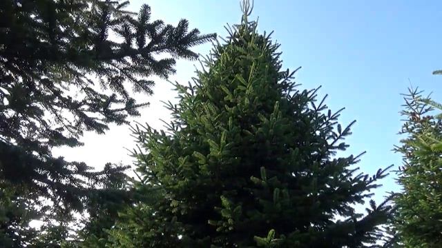 27050 Пихта Нордмана срезанная смотреть онлайн