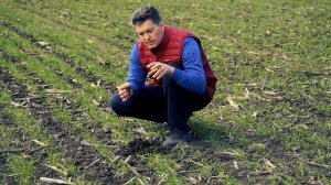 Листовая подкормка озимой пшеницы для регенерации корневой системы после выхода из зимы. Cultimar