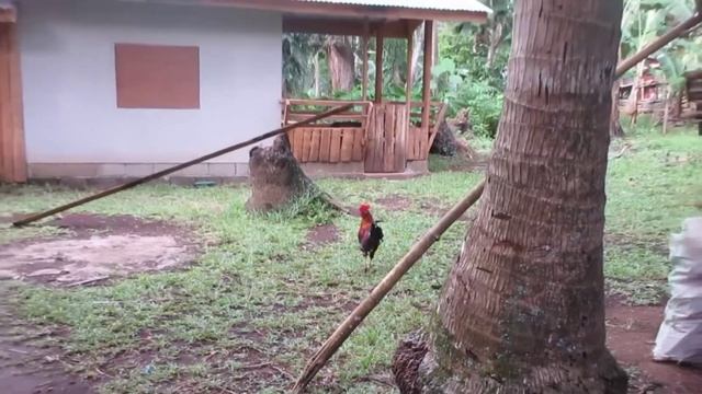 CANON IXUS 285 HS Video,Zoom test,and Sample Pictures смотреть онлайн