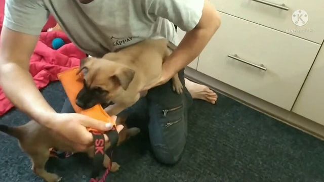 KernelDog, питомник бельгийской овчарки малинуа, щенок 41 день, Bel KernelDog, учимся кусатся. смотреть онлайн