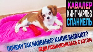 Кавалер Кинг Чарльз Спаниель. Первый день щенка в доме.