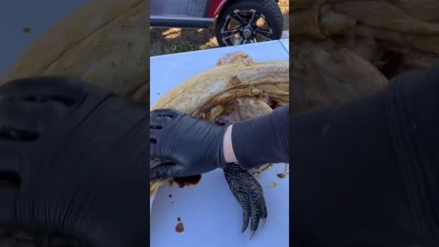 Louisiana Alligator Cook! #shorts смотреть онлайн