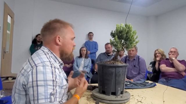 Мастер класс Александра Пожидаева: формирование бонсай из сосны горной (садовый материал) смотреть онлайн