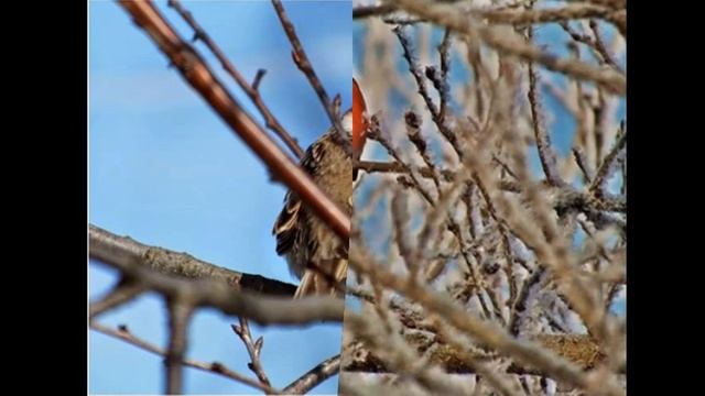 Слайд-шоу про птиц смотреть онлайн