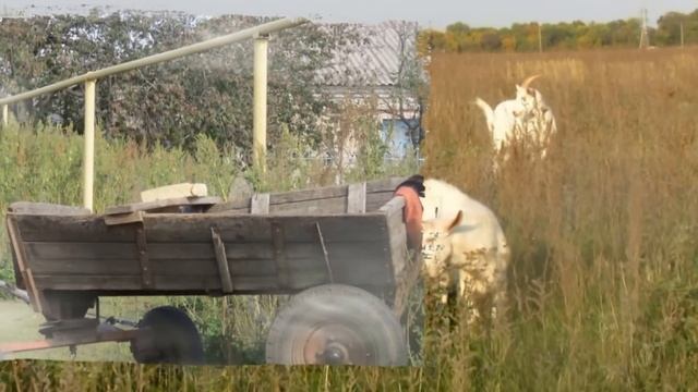 Как хорошо под мамино крыло свернуть с дороги дальней... смотреть онлайн