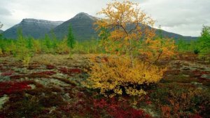 Таймырский заповедник.