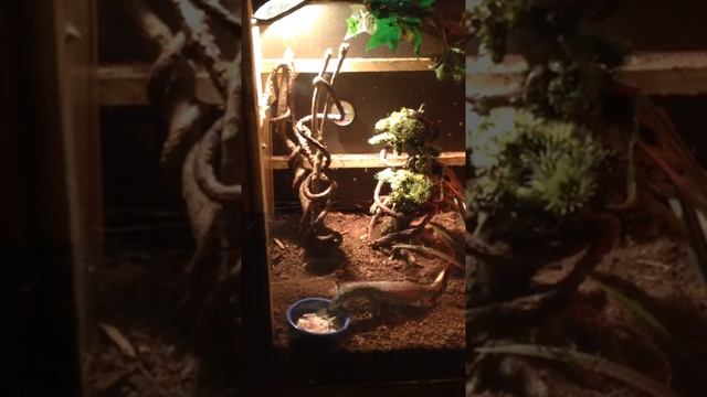 Nile monitor munch time смотреть онлайн