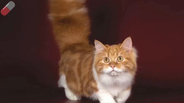Weirdest Cat Breeds In The World #1 смотреть онлайн