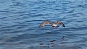 Королевская птица ПОМОРНИК Он ленивый и никого не боится!